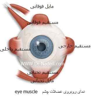 eye muscle عضله چشم