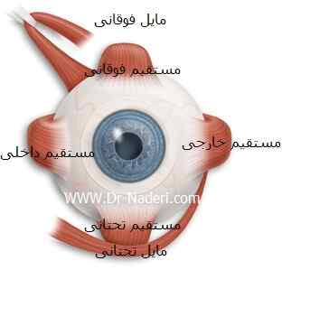 عضلات چشم