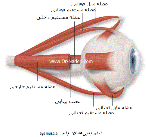 eye muscleعضله چشم