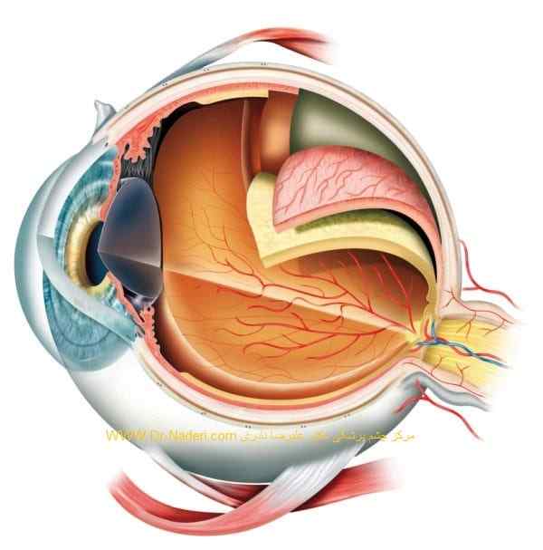 eye anatomy ساختمان چشم