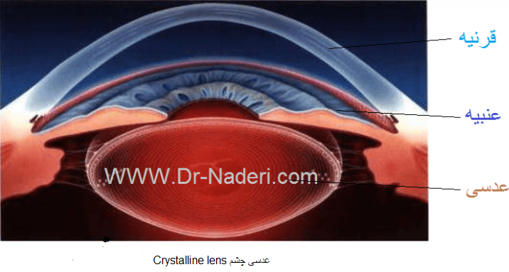  Crystalline lensعدسی چشم 