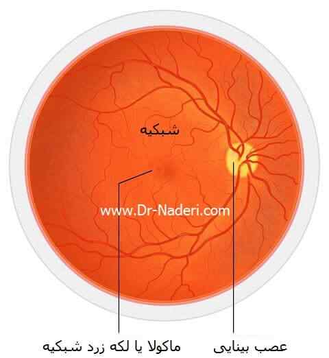 retinaشبکیه